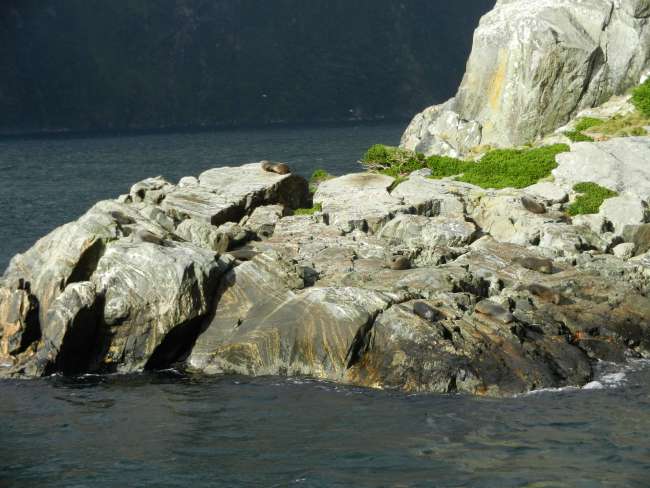 Milford Sound seals