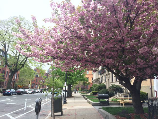 The university city of Boston