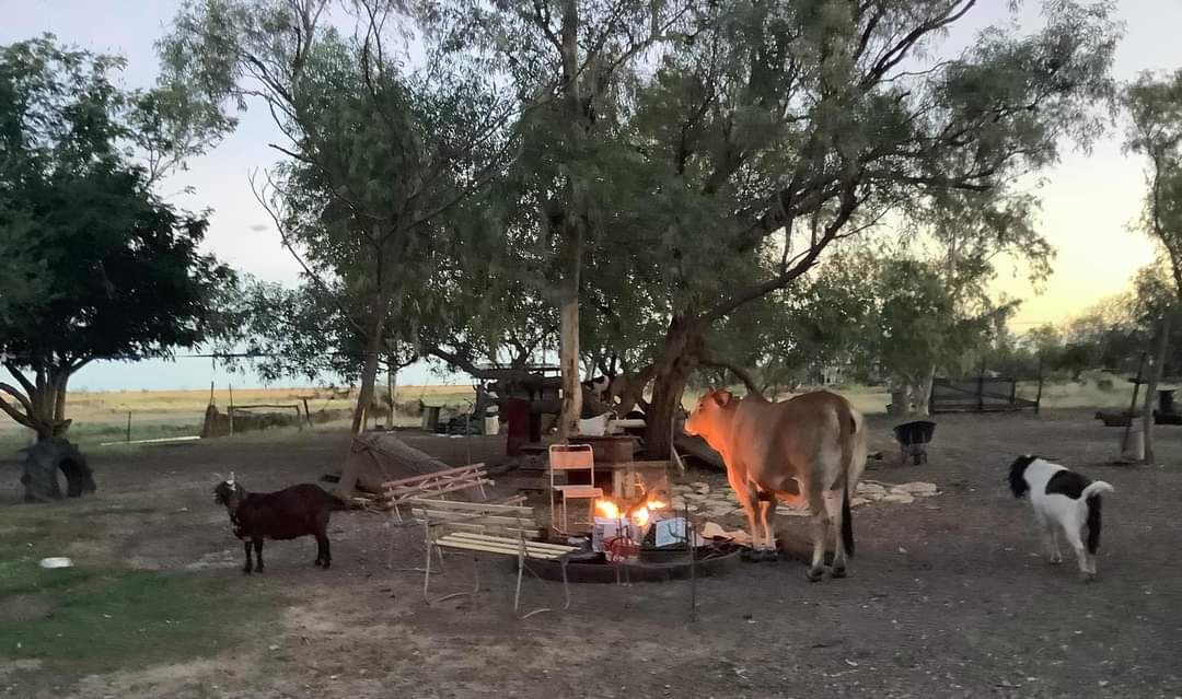 Milly die Kuh genießt das Feuerchen