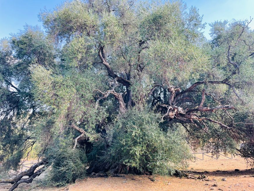 Bei den uralten Olivenbäumen 