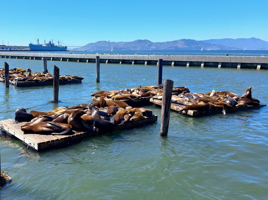The sea lions at Pier 39!!!