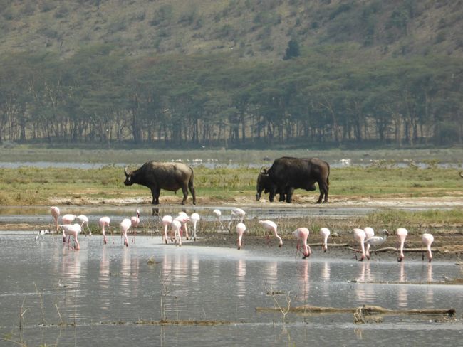 Flamingos und Büffel