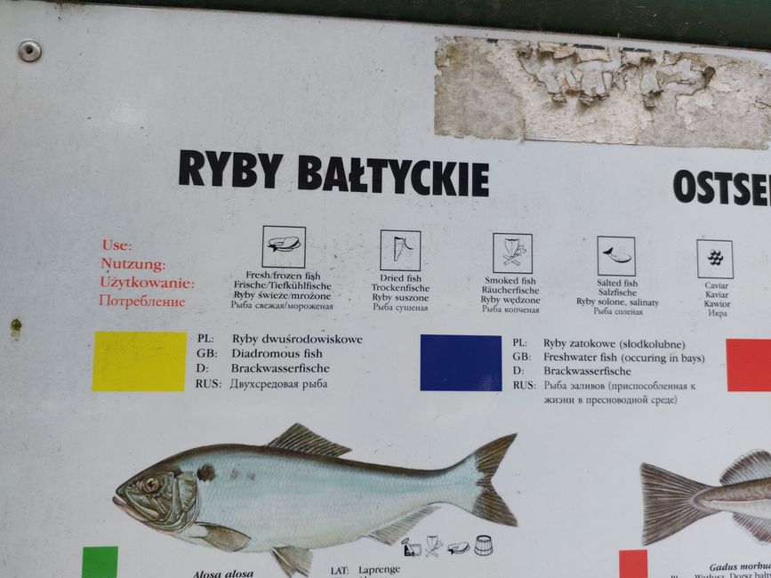 Information board about brackish water fish