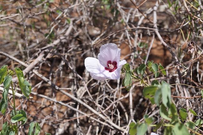 Mallow