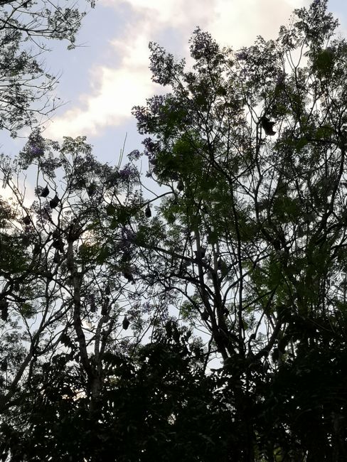 Flying foxes in the trees, quite noisy (squeezing) 