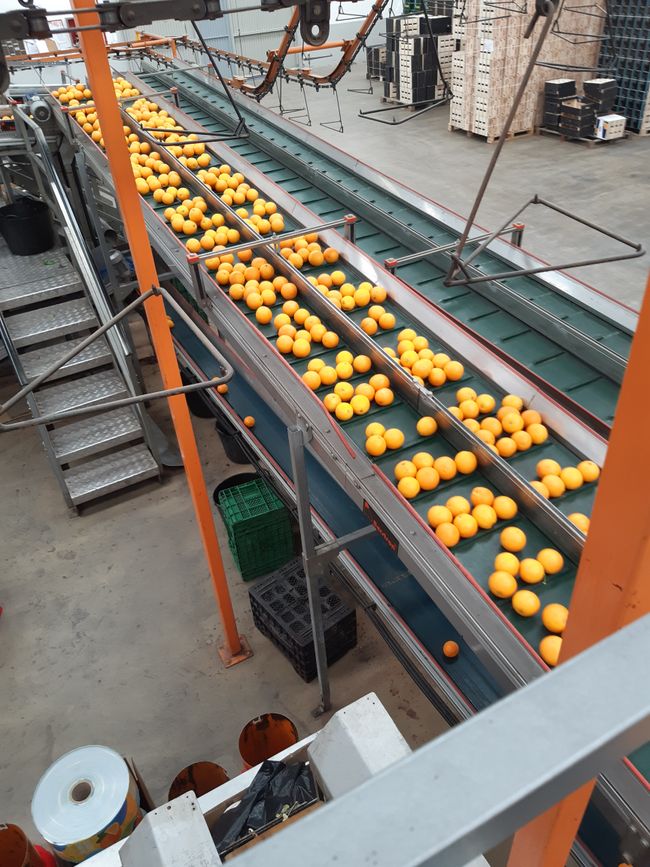 Verpackungsfirma für Orangen...