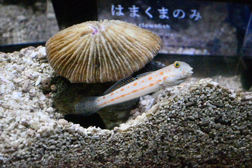 Underwater in Kyoto