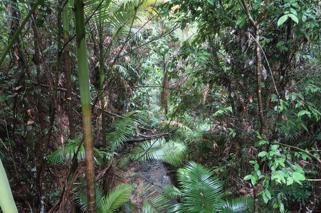 The rainforest where we were searching.