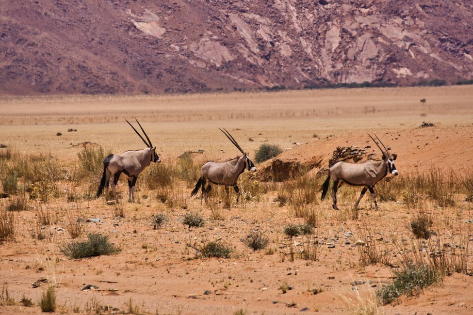 Oryx-Herde an den Tirasbergen
