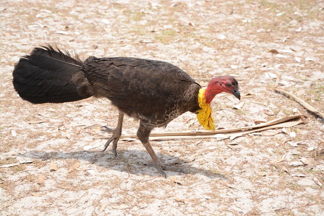 The bush turkey, a constant companion at campgrounds