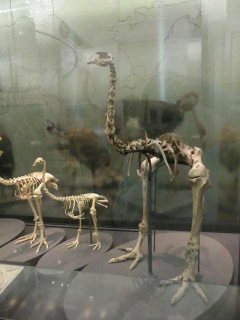 Skelette von Laufvögeln