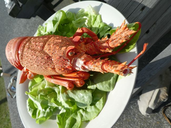 unser Lobster!