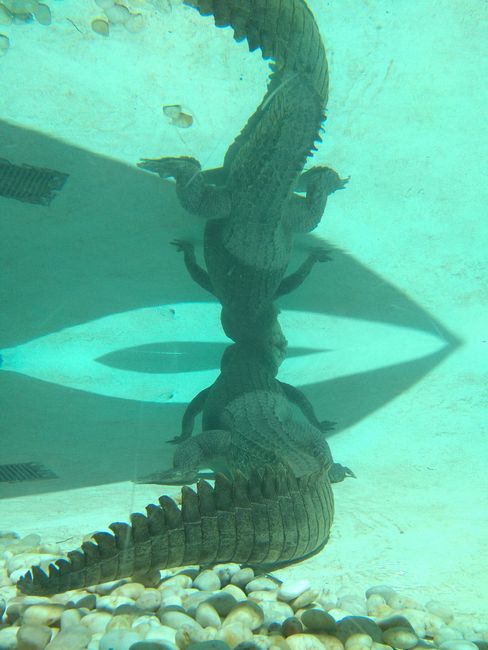 Süsswasser Krokodil