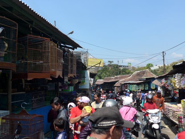 Vogelmarkt Malang