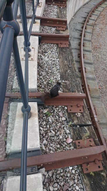 Eichhörnchen auf den Gleisen beim Drehteller im Zugmuseum vonToronto