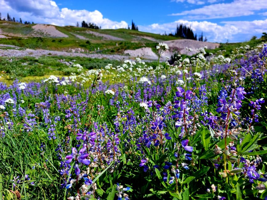 Lots of lupines
