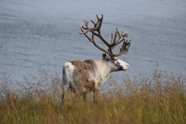 The first reindeer, which are omnipresent in the north.
