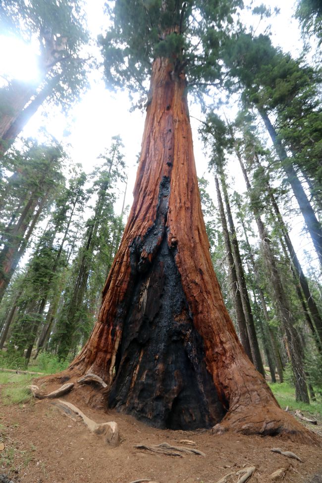 Sequoia hinaspa Kings Canyon NP / California llaqtakunapi hatun huñunakuy