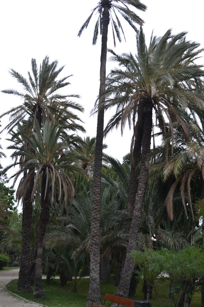 'Palm forest'