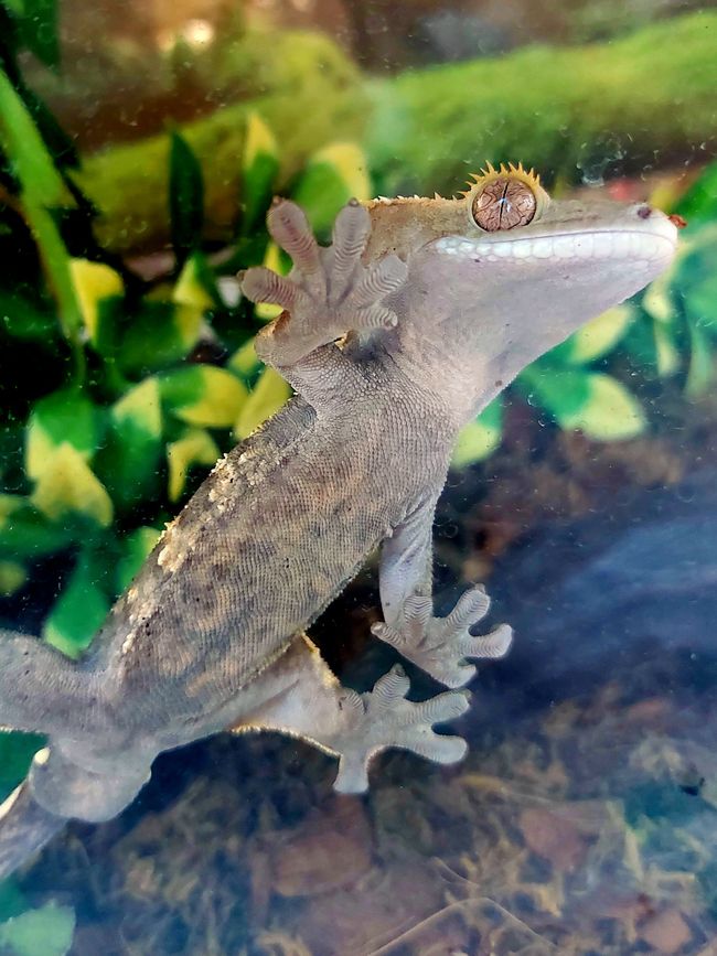Gecko...so jealous of his climbing skills!