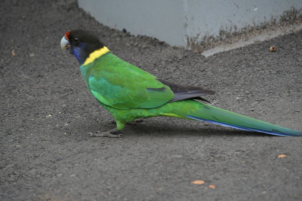 Ring-necked Parrot