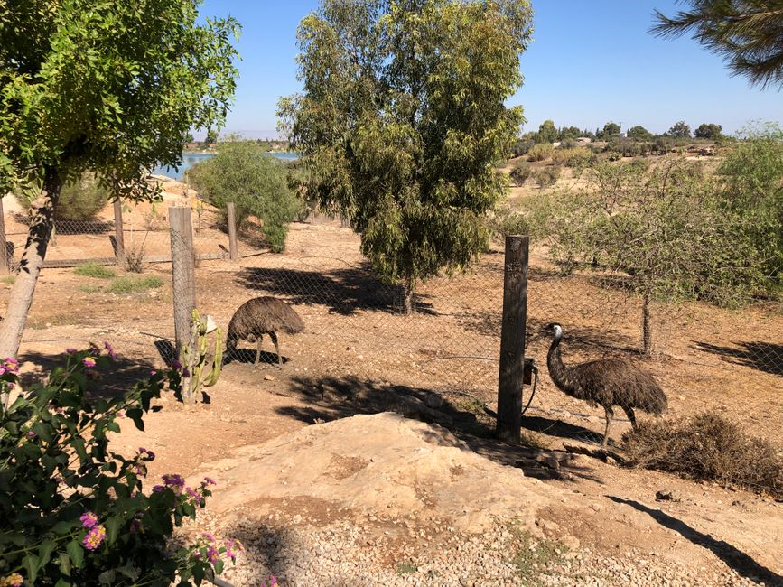 Achna Lake Donkey and Animal Farm: Emus