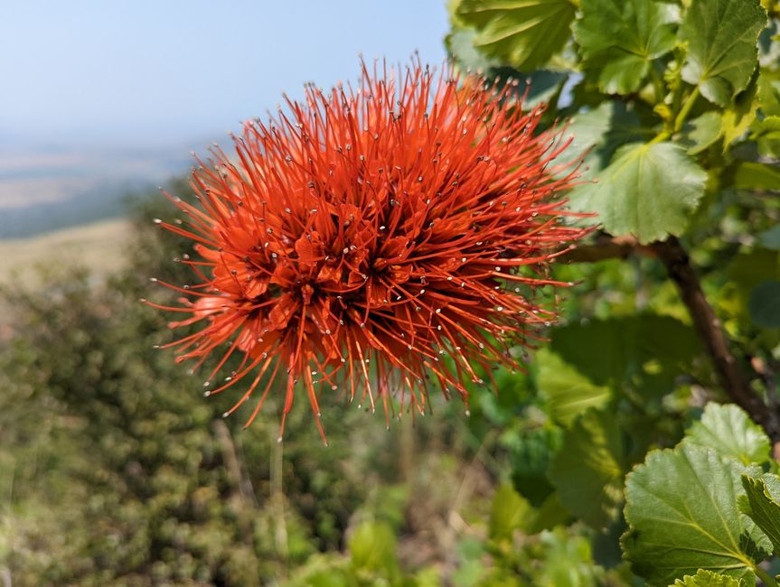 Hiked and Survived in Little Switzerland/Drakensberg