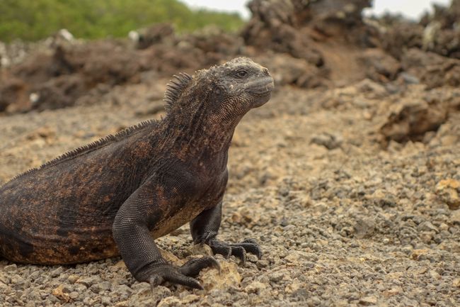 Ecuador - Galapagos: Pagdating sa San Cristobal at Santa Cruz