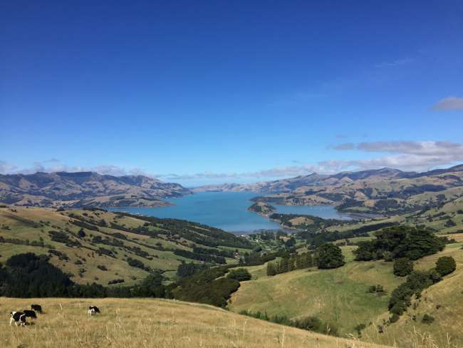 The past few days in New Zealand - Banks Peninsula, Kaikoura, and Christchurch