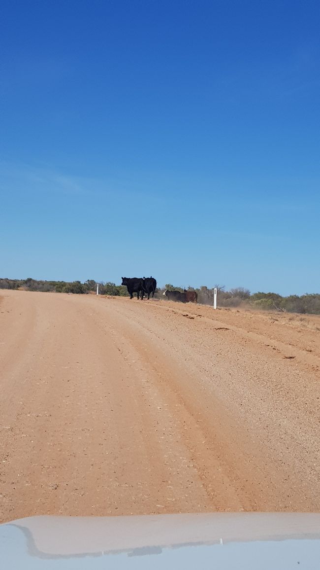 15.03.2023 from Oodnadatta to Marree