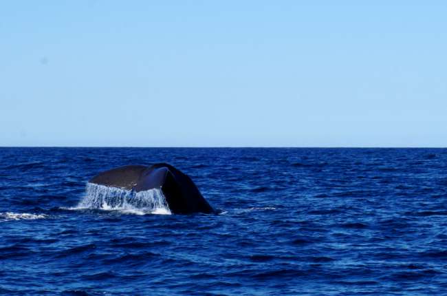 Sperm whale no. 2