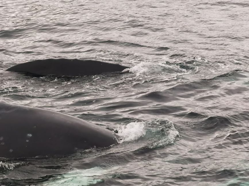 Whale watching Magellan Strait