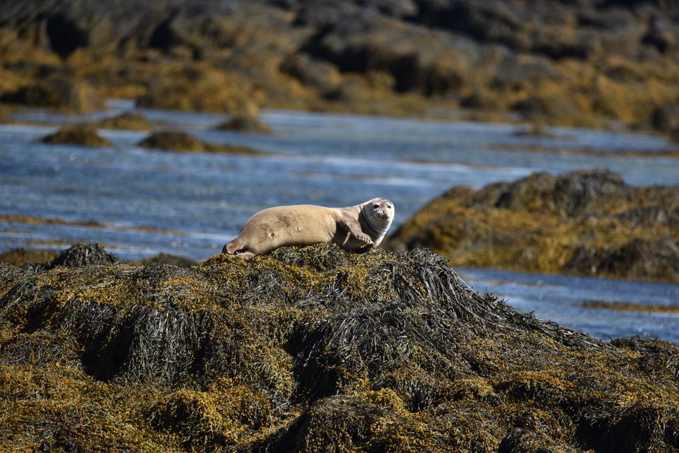 Guggst Du Grey Seal (Graue Robbe)