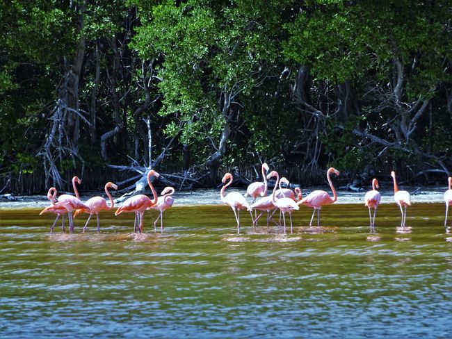 24/09 - Celestún: Flamingos & Mangroves