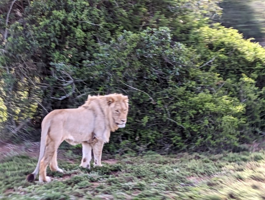 Safari - 四大国