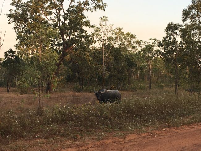 Water buffaloes still live there in the wild and sometimes stand by the side of the road 