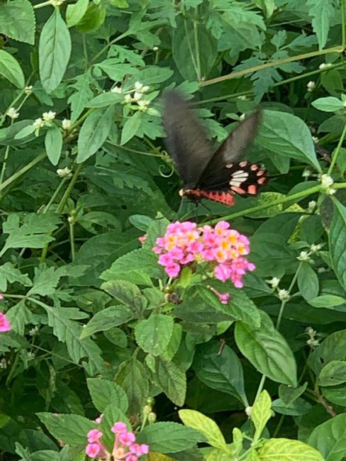 Unser Schmetterling 