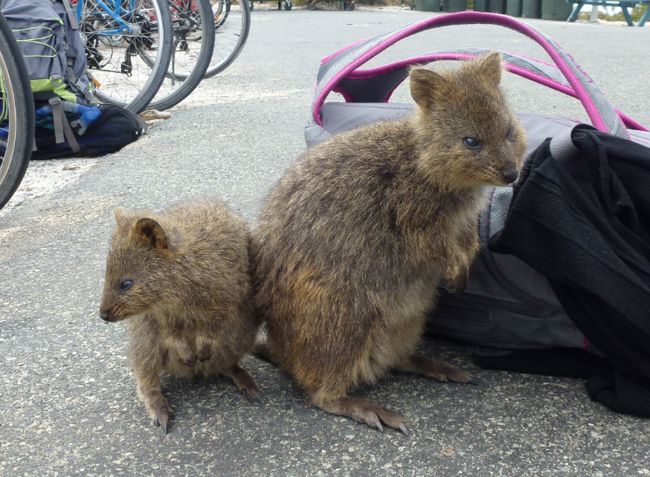 Rottnest Island - Quokkas!