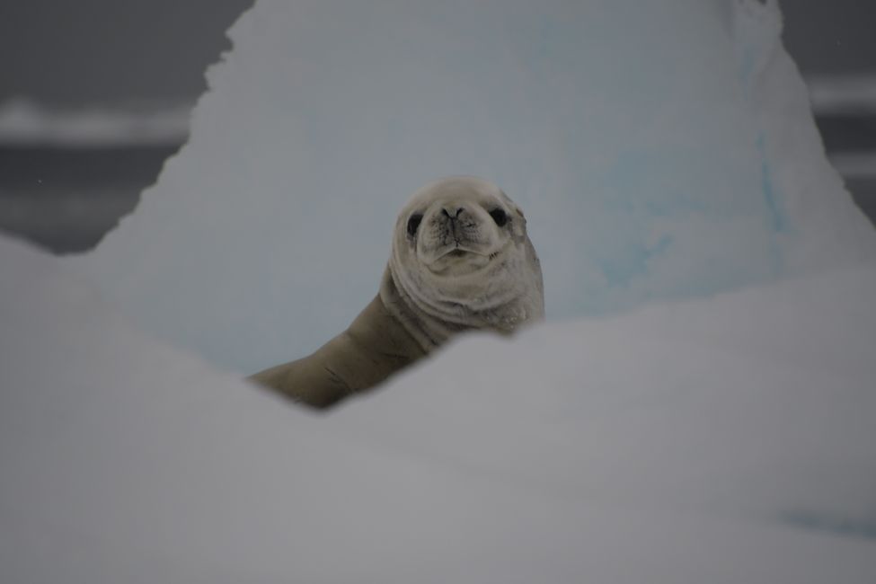 Leopard seal