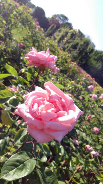 Queen Mary`s Rose Gardens