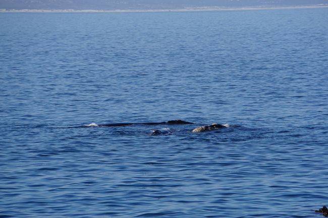 Whale sightings in Hermanus and penguins in Betty's Bay