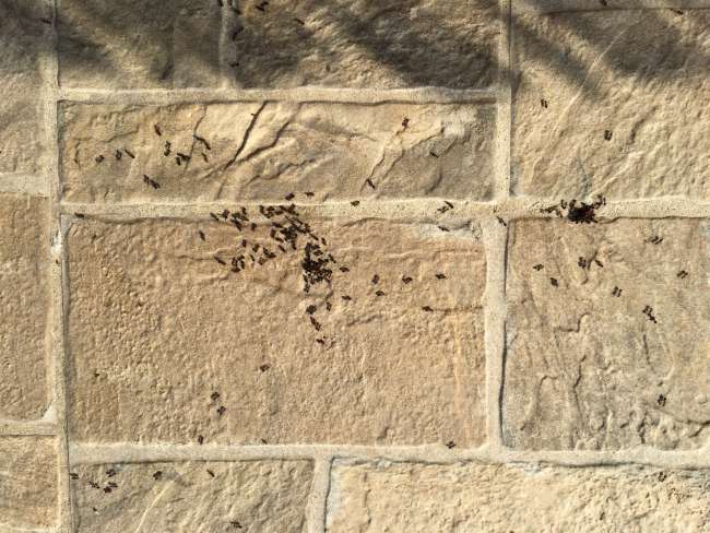 Wegen einem Müllbeutel besuchen uns gleich hunderte von Ameisen? Wie früher auf dem Campingplatz. So wurde schließlich der Ameisenkuchen  erfunden!