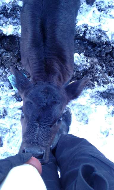Feeding calves