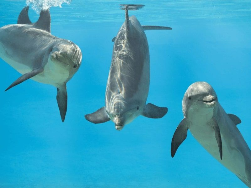 swim with dolphins hurghada, dolphin tour hurghada
