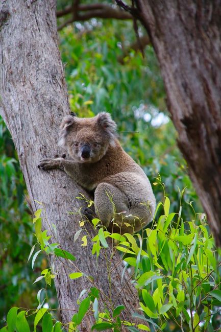 Du weißt, dass du in downunder bist, wenn du den ersten Koala in der freien Wildbahn rumhängen siehst...😍