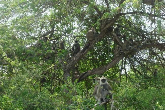 Monkey tree