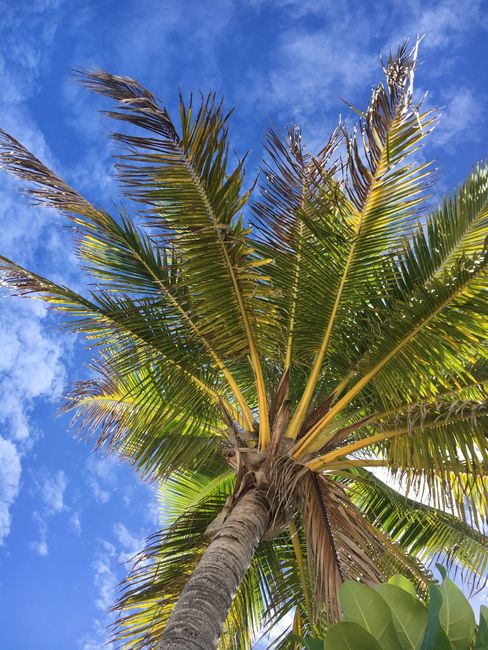 We love palm trees