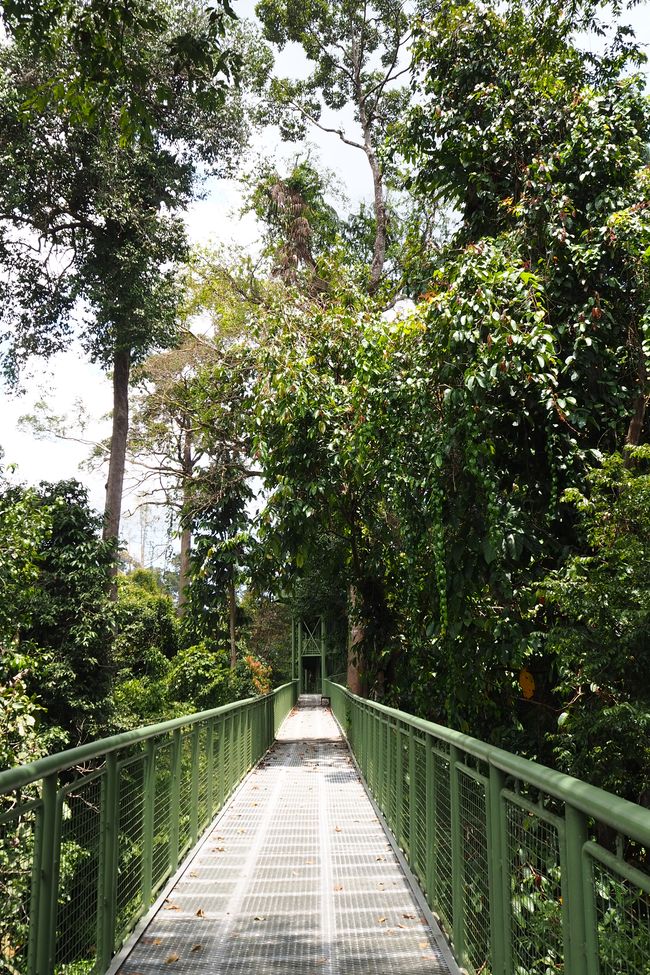 Sandakan🇲🇾 Borneon: egun bat Sepilok Orangutan 🦧 santutegian, Sun Bear Conversation Center eta Rainforest Discovery Center 🦜