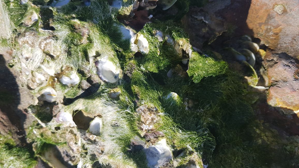 Austern liegen trocken