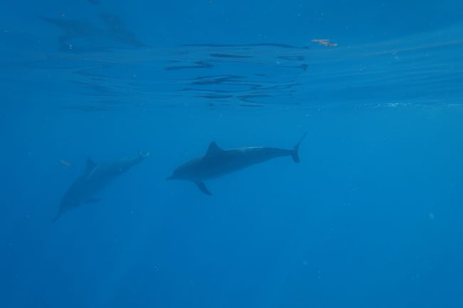 In the midst of dolphin schools